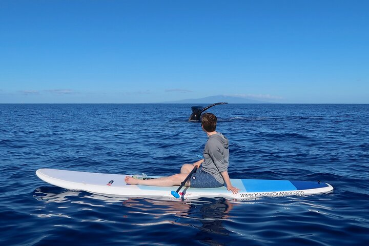 Whales... unclose and personal... Maui Style!